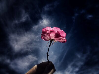 Flower nice Free illustrations