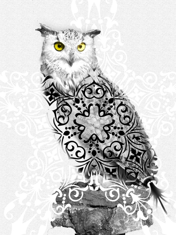 Drawing art bird