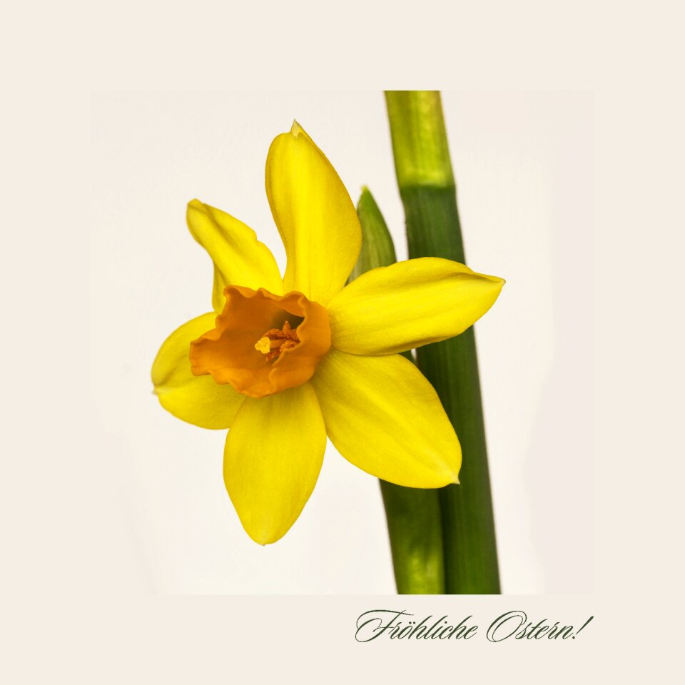 Spring easter osterkarte
