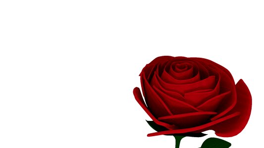Love rose blooms flower