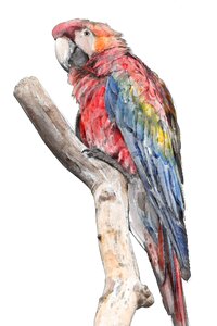 Colorful watercolor water color