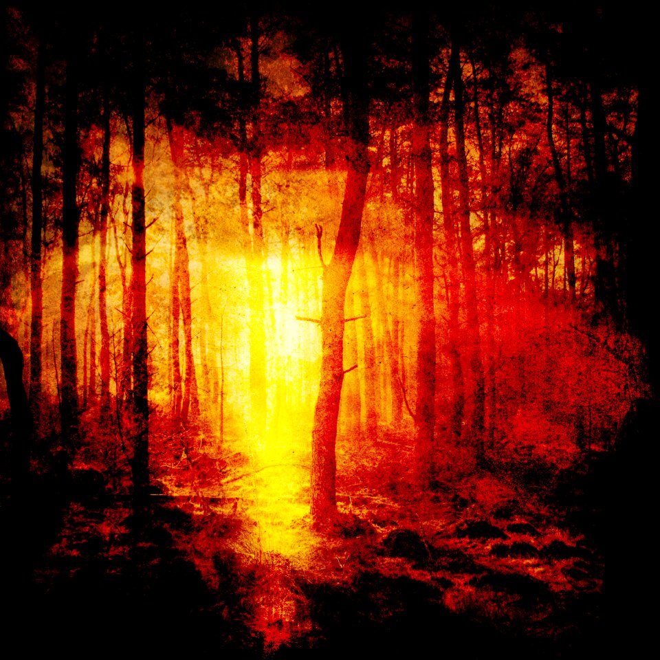Texture scrapbook forest