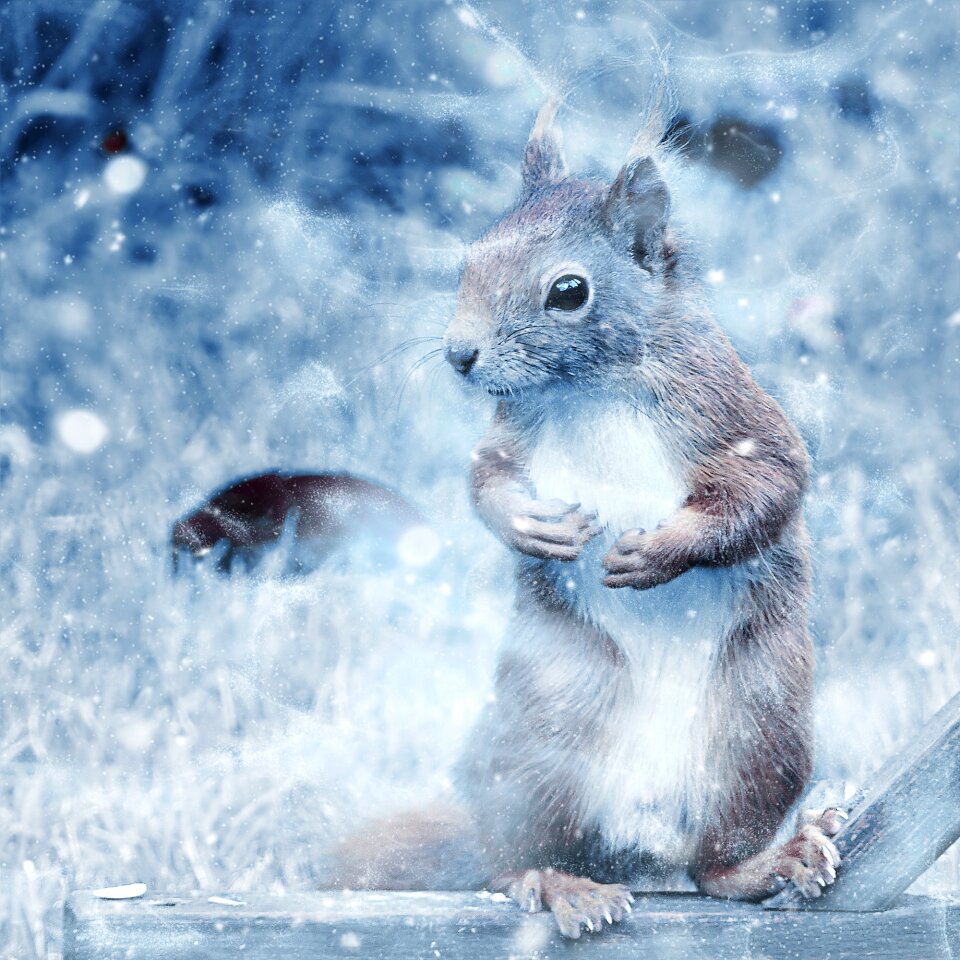 Vintage winter nature