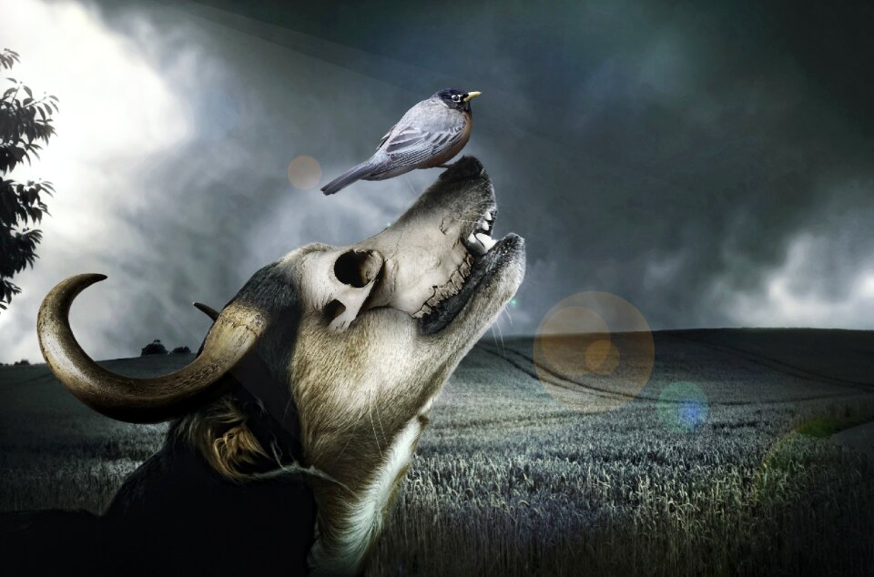 Nature animal sky