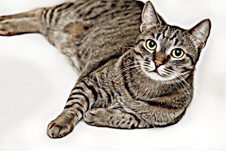 Cat eye head tabby kitten