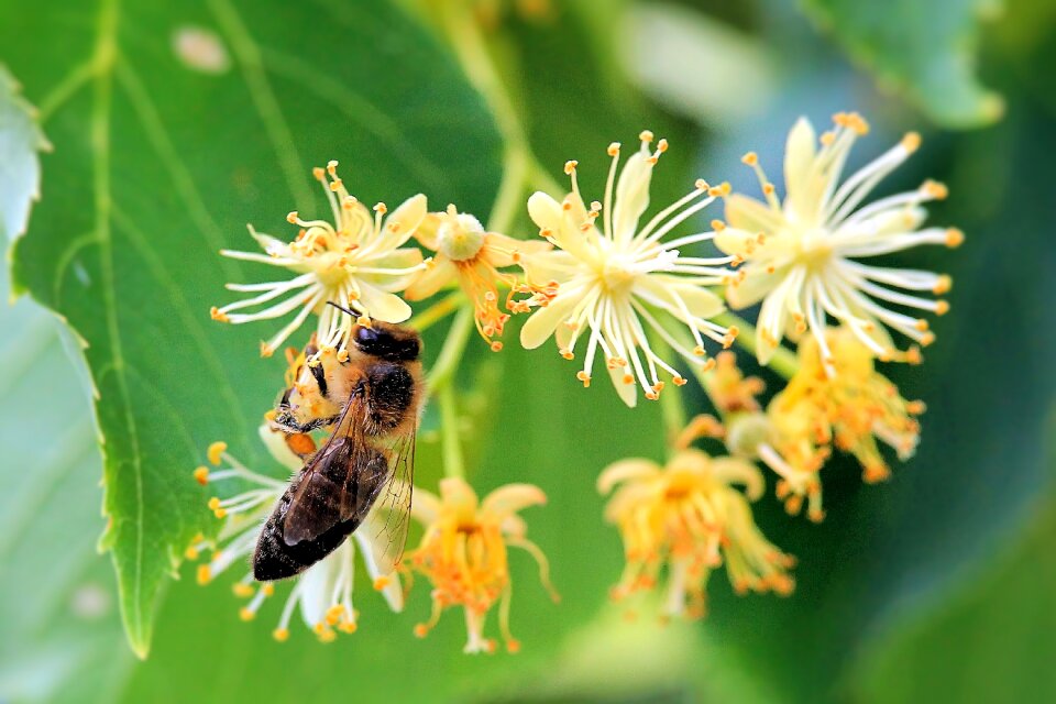 Bee nature Free illustrations