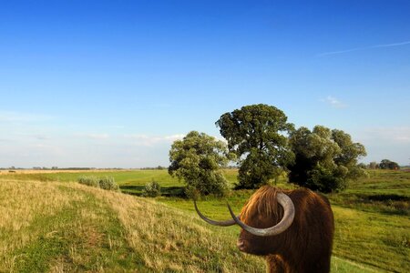 Horns meadow trees