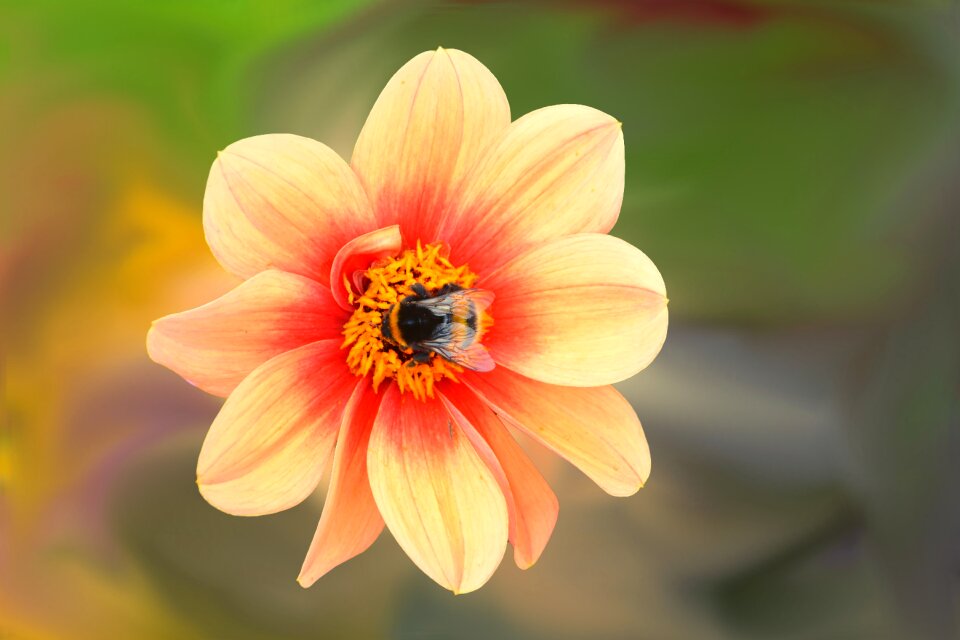Bloom insect bee