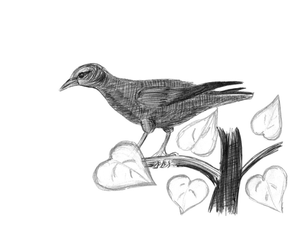 Illustration from the hand pictured