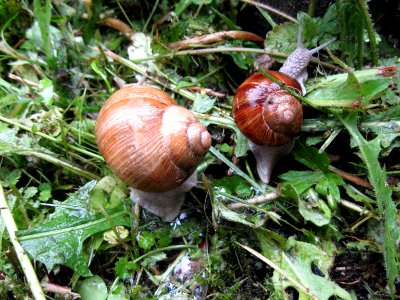 Antennae nature the creation of