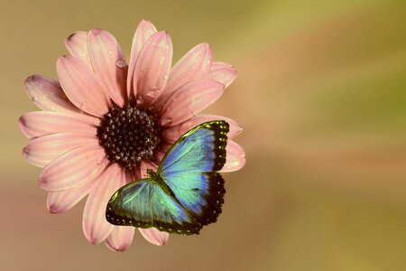 Bloom insect butterfly