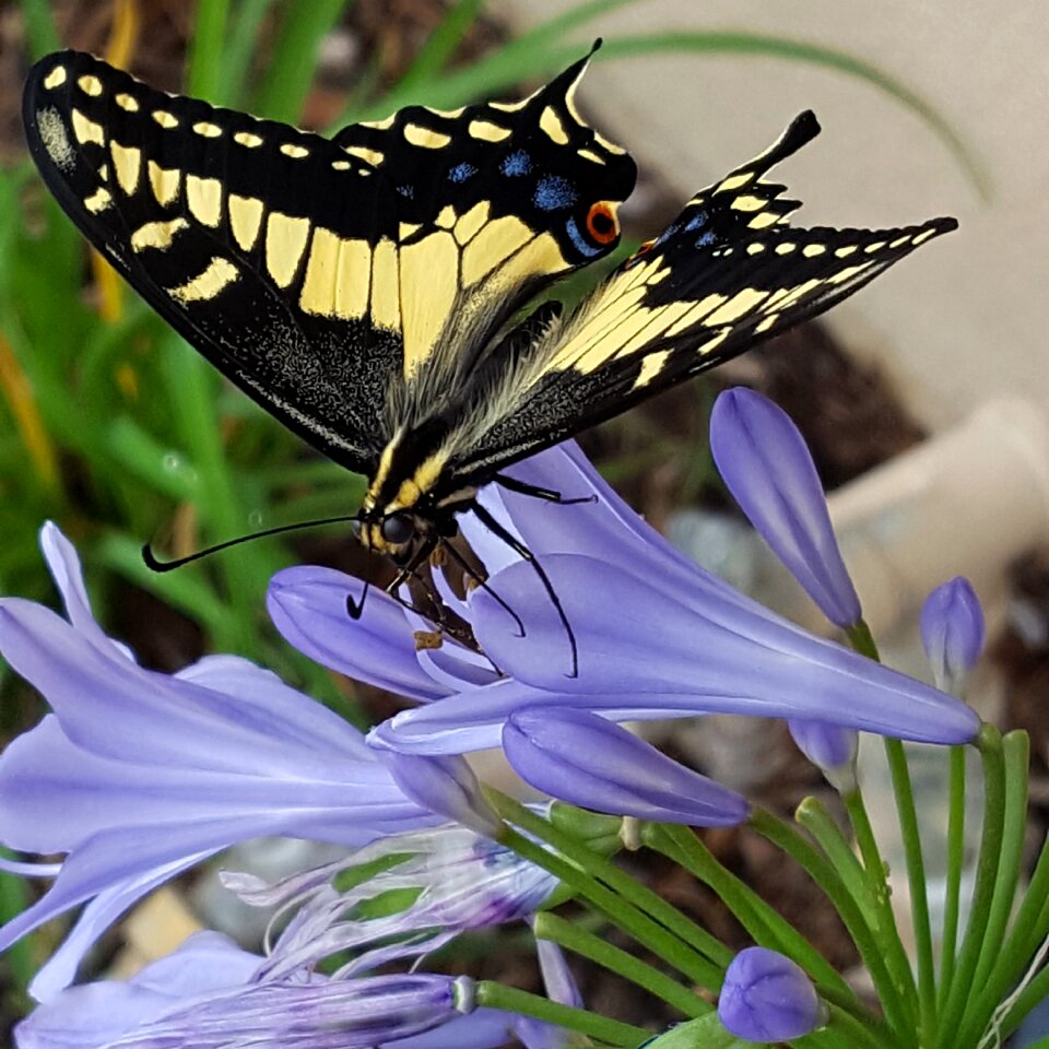 Black swallow tail flower Free illustrations