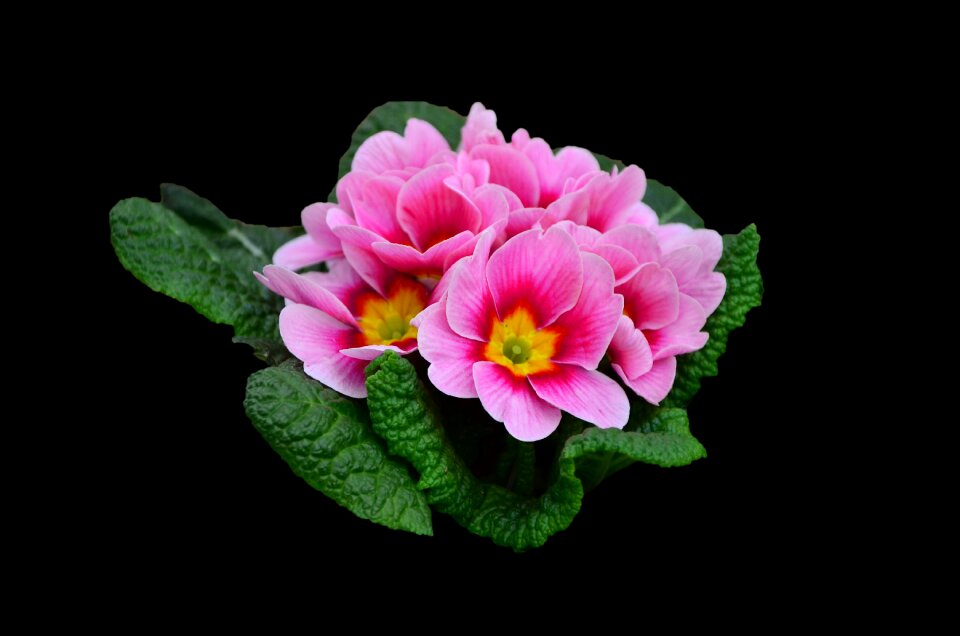 Spring black background Free illustrations