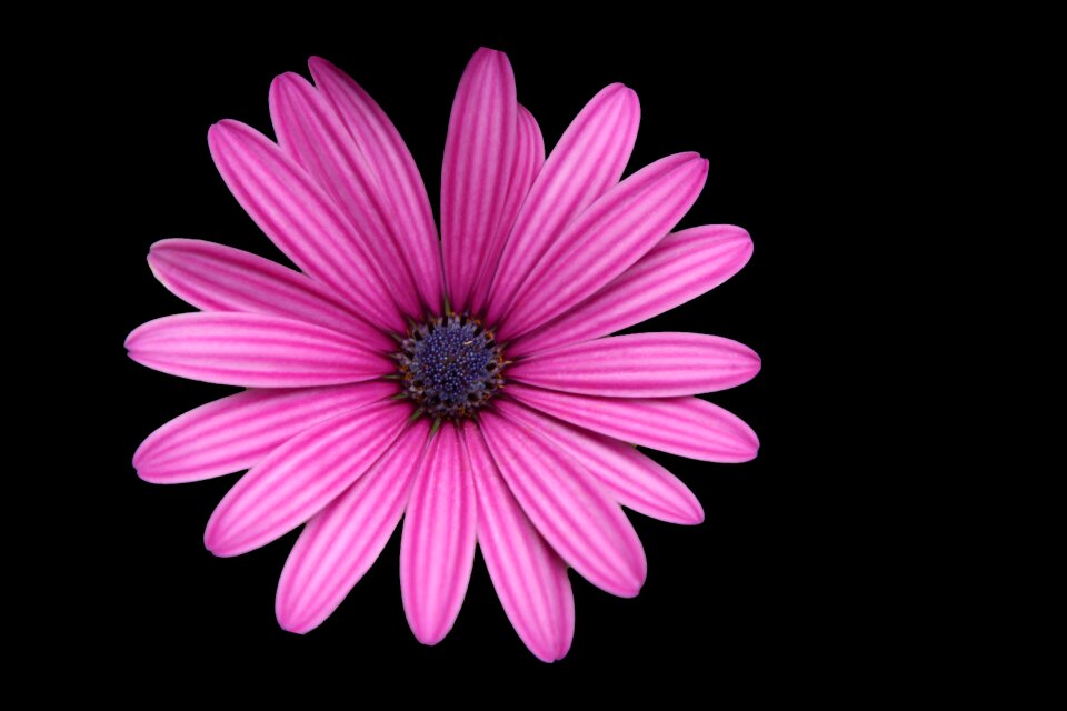 Pink margarite black background