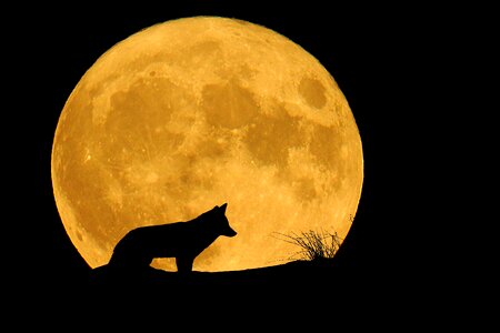 Wolf mystical night