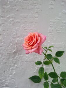 Beautiful flower roses one rose