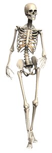 Skelet internal skeleton bone