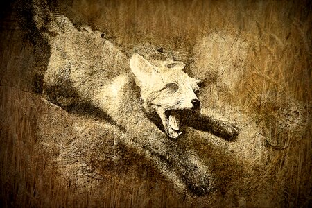 Attack wild wild animal