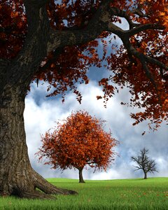 Fall foliage leaves tree