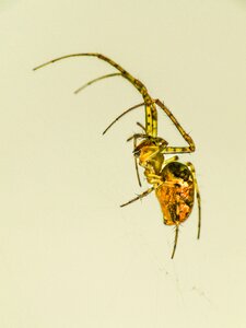 Close up macro Free illustrations