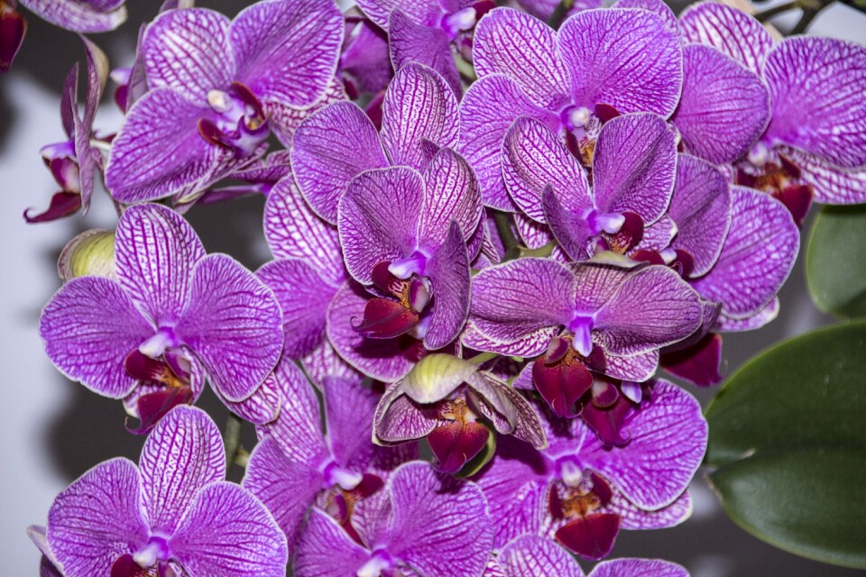Purple plant nature