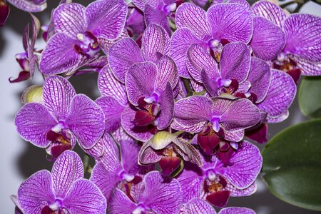 Purple plant nature