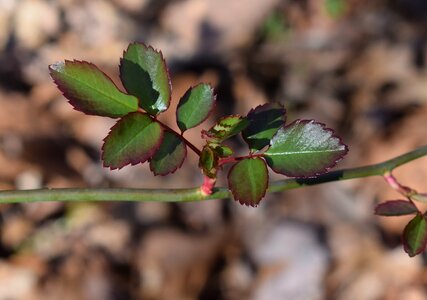 Foliage garden nature