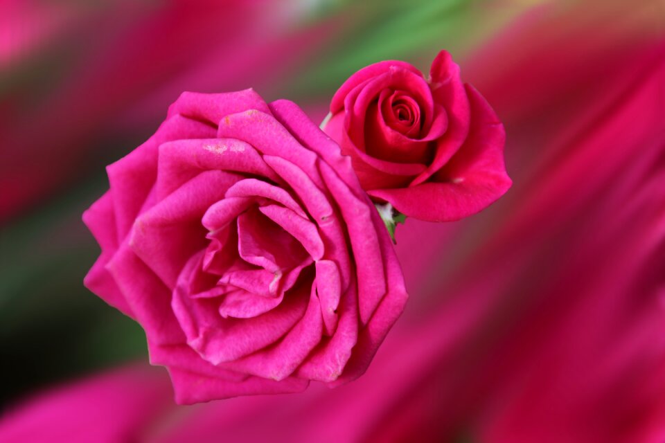 Red flower floribunda Free illustrations