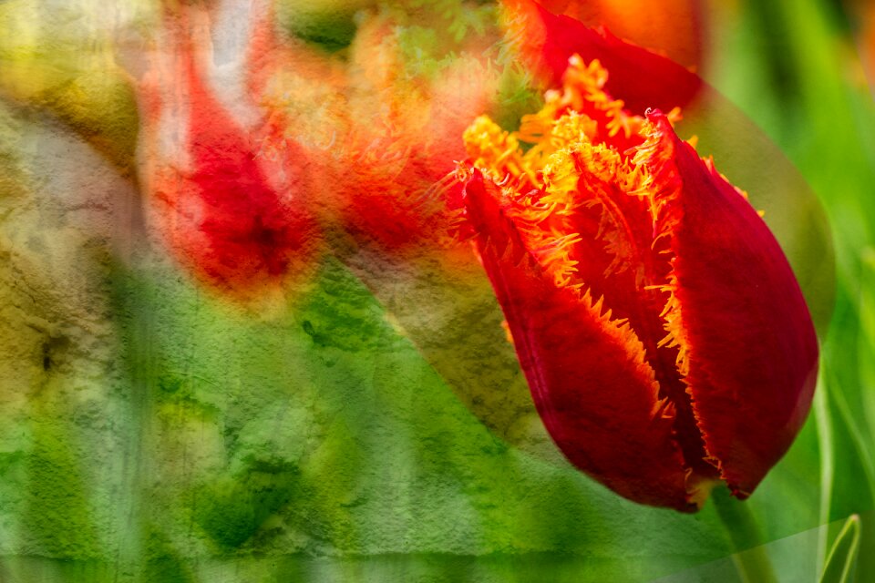 Decoration color floral