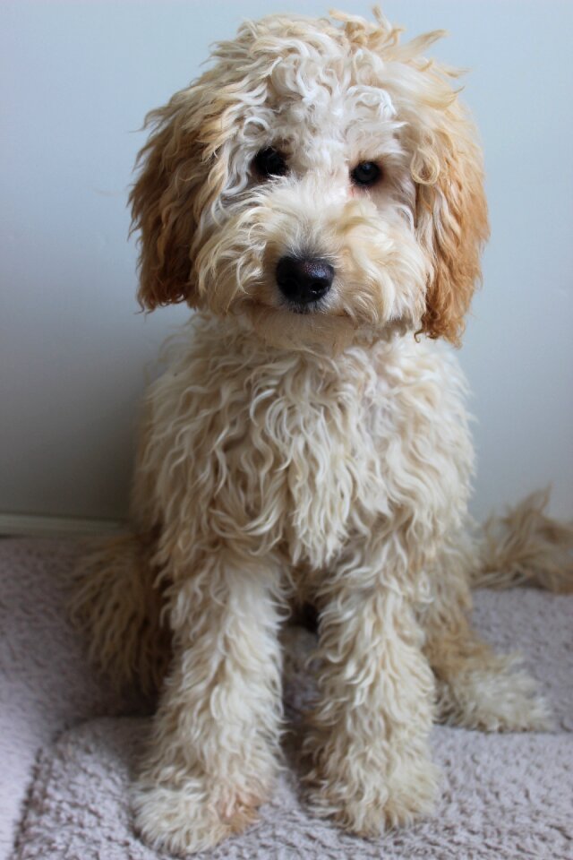 Cute cute dog labradoodle puppy