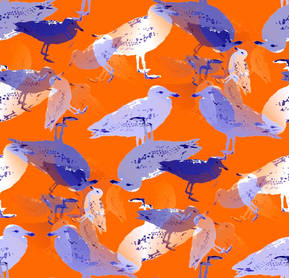 Bird sea water bird