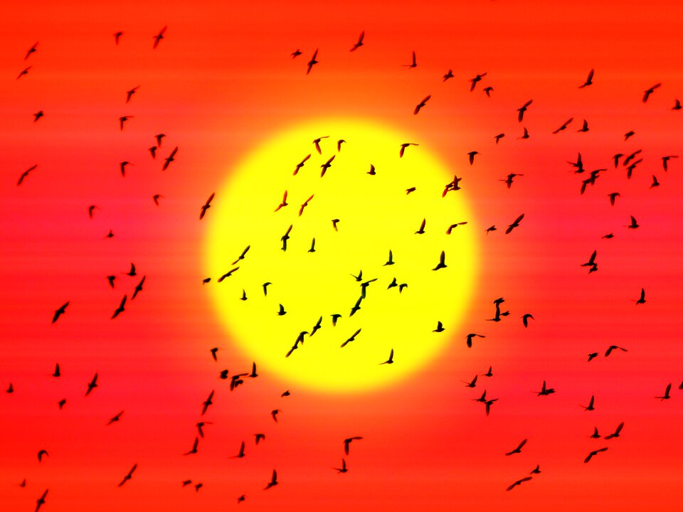 Fly migration sun