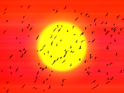 Fly migration sun