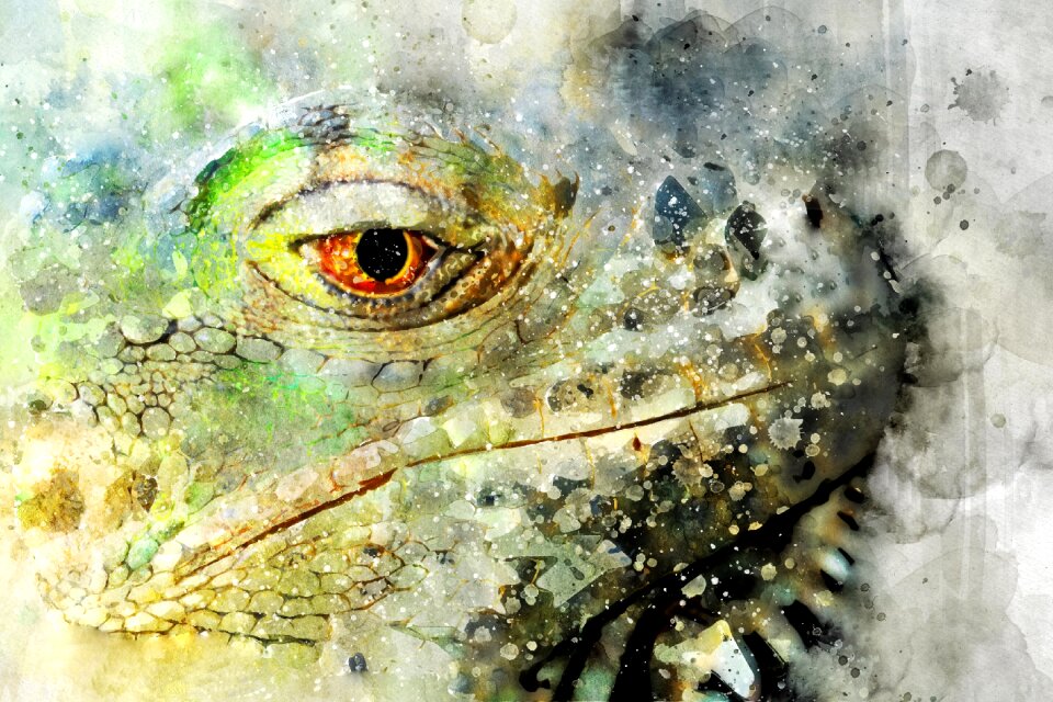 Colorful animal Free illustrations