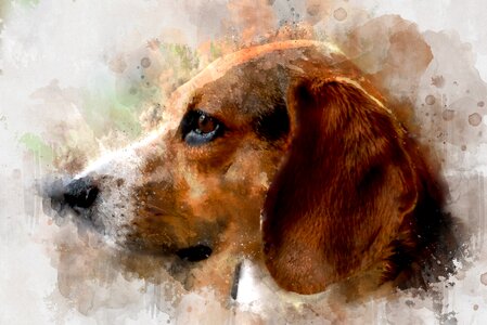 Animal card doggy