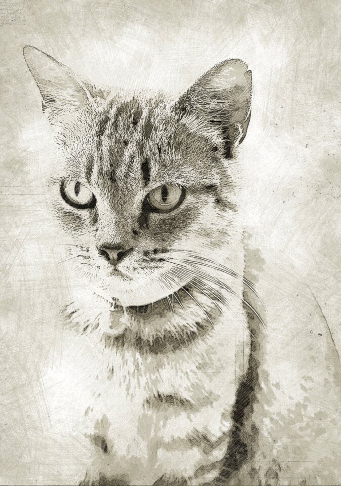 Animal mammal portrait