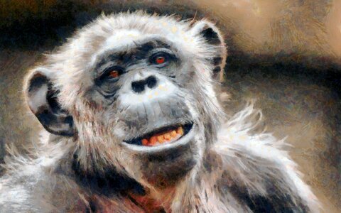 Portrait monkey wild
