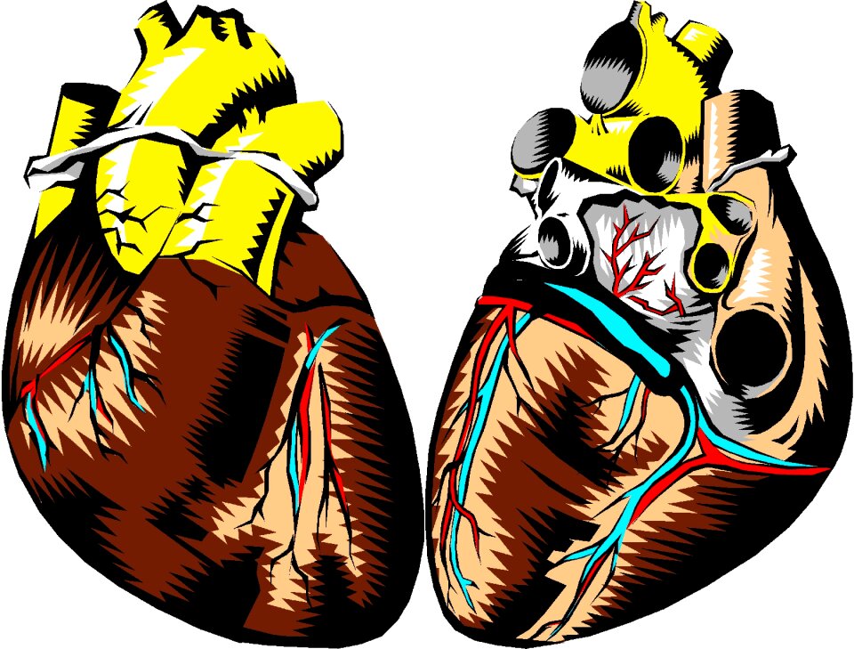 Anatomy organ Free illustrations