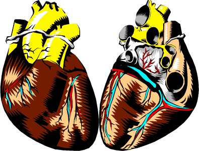 Anatomy organ Free illustrations