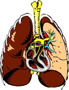 Cross-section organ Free illustrations