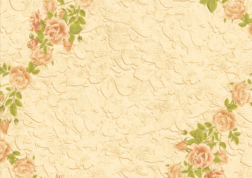 Roses beige apricot