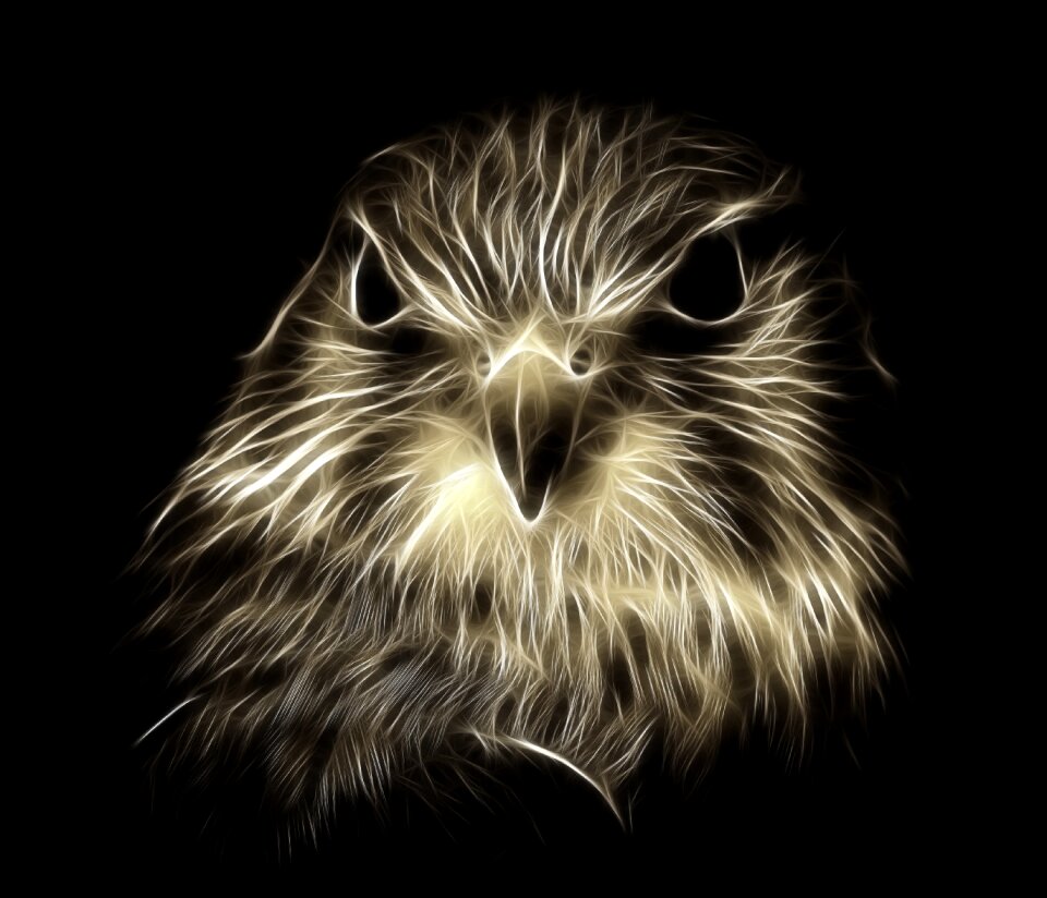 Raptor merlin majestic