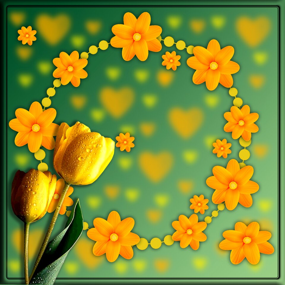 Tulips yellow flowers dedicated