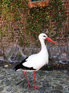 Bird white stork bill
