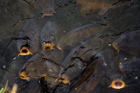 Water pond nature
