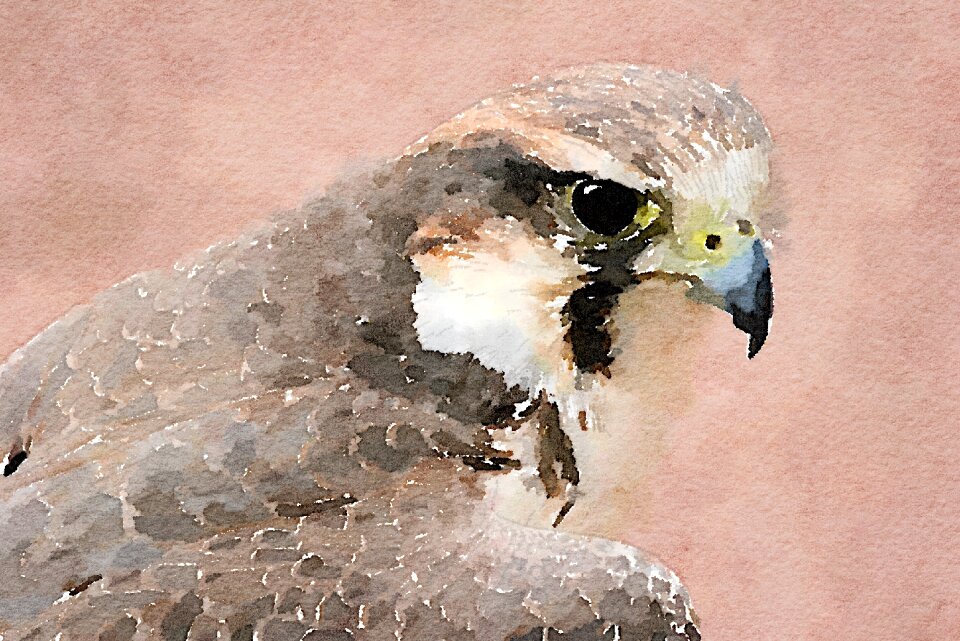 Animal watercolour brown watercolor