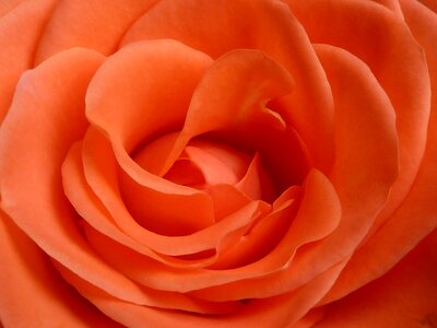 Orange nature orange rose