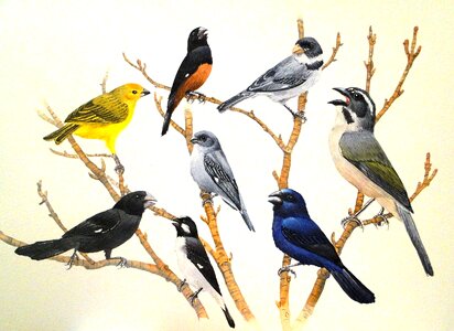 Nature brazil Free illustrations
