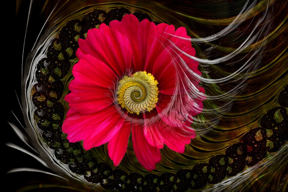 Blossom bloom greeting card