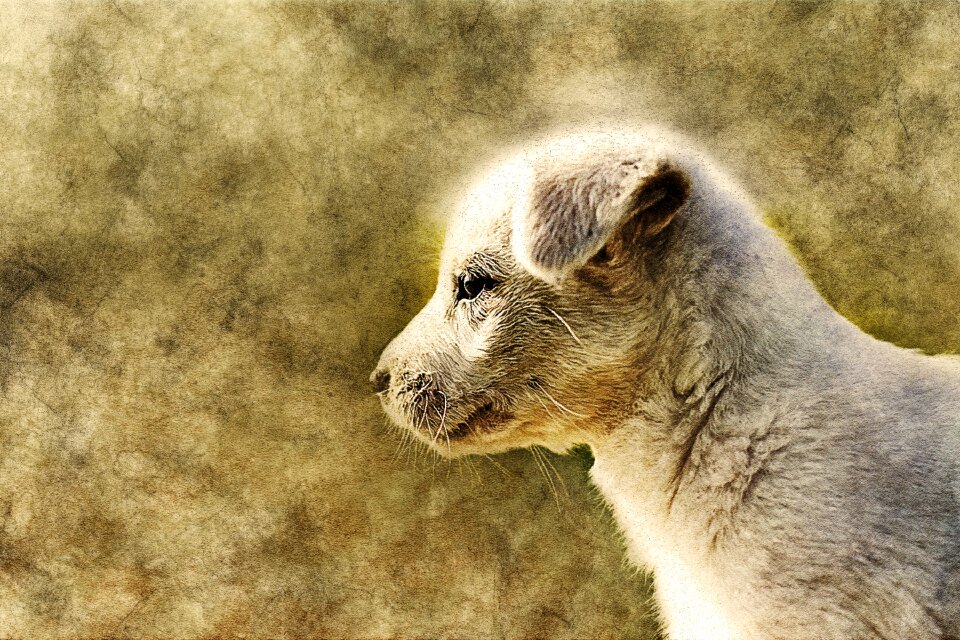 Abstract vintage animal